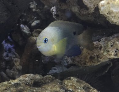 fish 2.jpeg