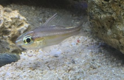 fish 1.jpeg