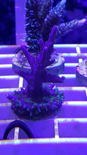 crooked acro.jpg