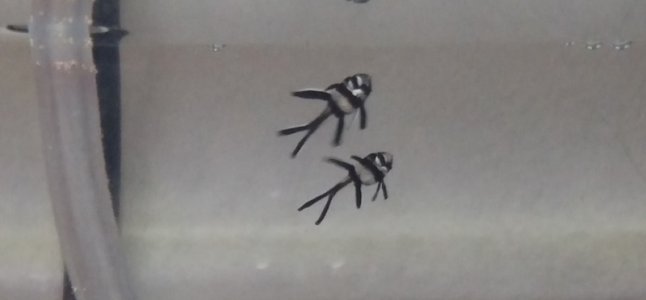 Babies.jpg