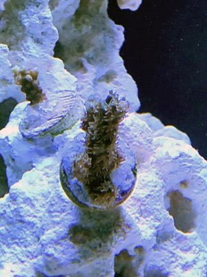 acro3.jpg