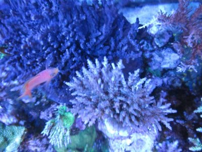sps colony.jpg