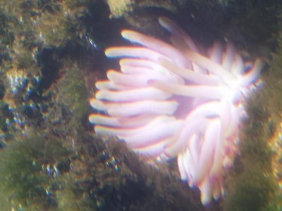 anemone 1.jpg