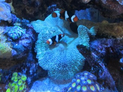 anemone.jpg