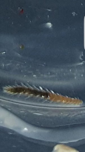 Screenshot_20170119-180041.jpg