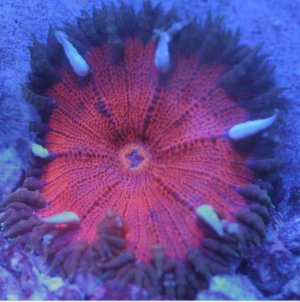 rock flower anemone.jpg