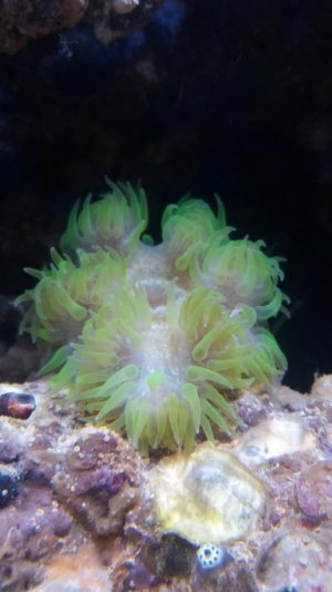 AnemoneSmall.jpg