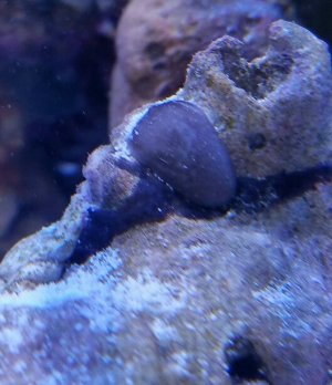 20170121_163537-529x612.jpg