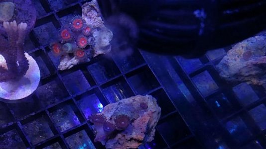 zoa3.jpg