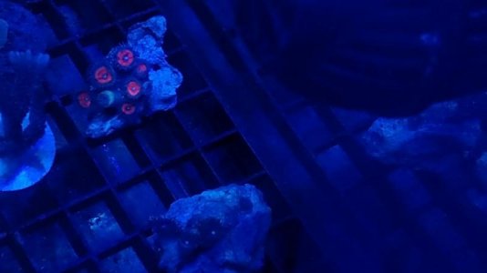 zoa2.jpg