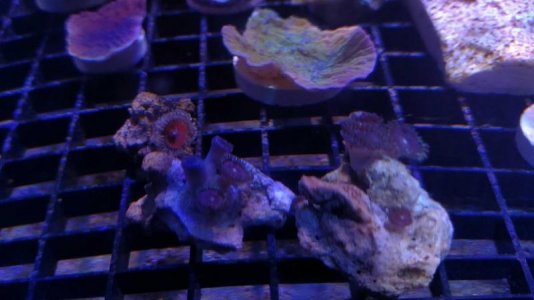 zoa1.jpg
