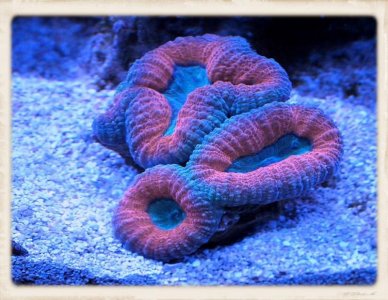 Lobophyllia.jpg