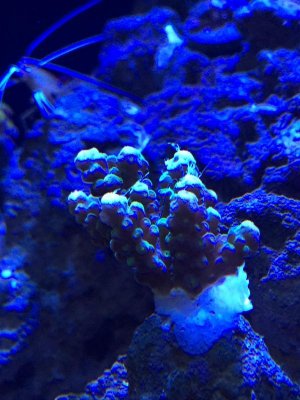 Coral.jpg