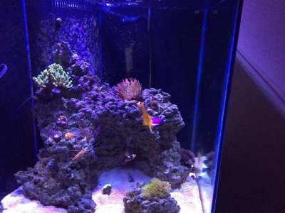 Coral 2.jpg