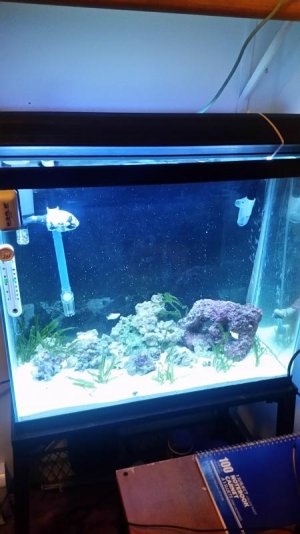 37g seahorse.jpg