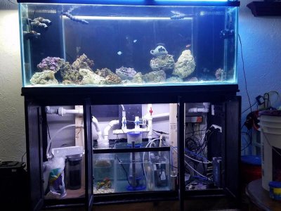 Fish_Full_view_Of_Tank_setup.jpg
