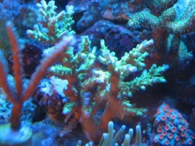 IMG_0691.jpg