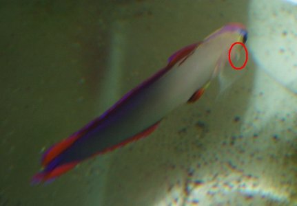 firefish4.jpg