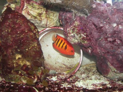 flame angel 04-17-10.jpg