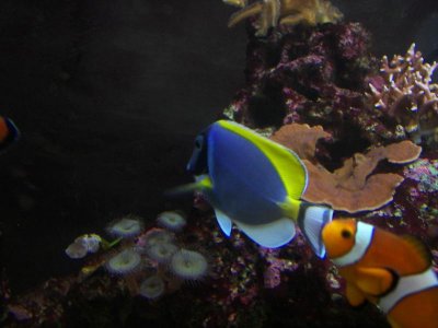 Powder Blue tang 04-18-10.jpg