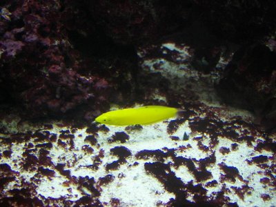 Yellow coris Wrasse 04-18-10.jpg