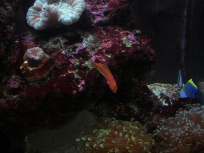 Carpenter's Flasher Wrasse 04-18-10.jpg