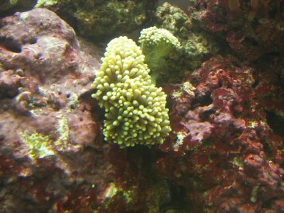 Green torch 04-18-10.jpg