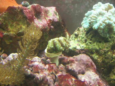 green acan 04-17-10.jpg