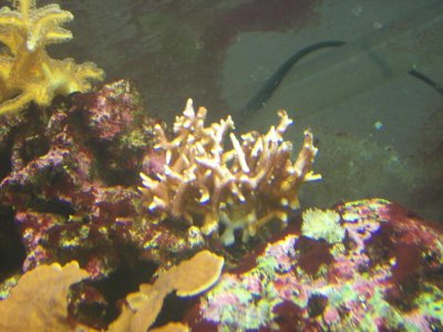 pink birdsnest 04-18-10.jpg