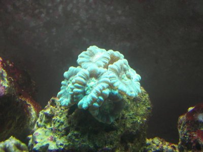 candy cane 04-17-10.jpg