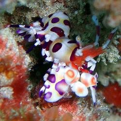 purple harlequin shrimp.jpg