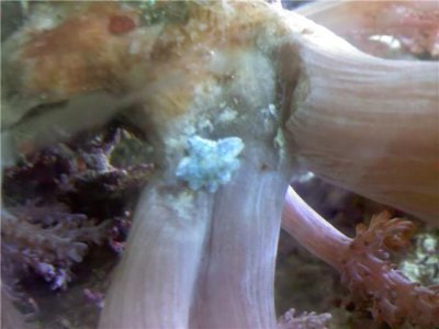 Star Fish #2.jpg