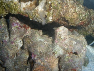 brittle star 1.jpg