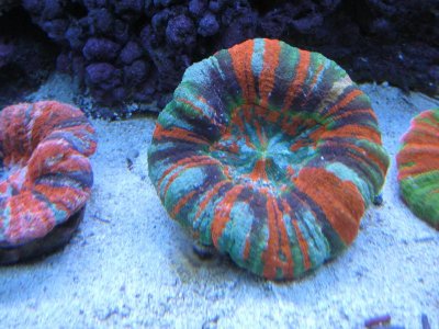 Scolys 001.jpg