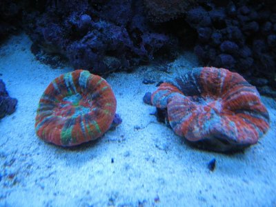 Scolys 002.jpg