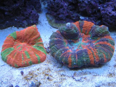 Scolys 001 (2).jpg