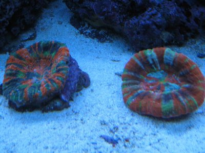 Scolys 005.jpg
