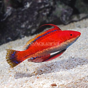 fairywrasse.jpg
