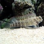 th-71848-sailfin-algae.jpg