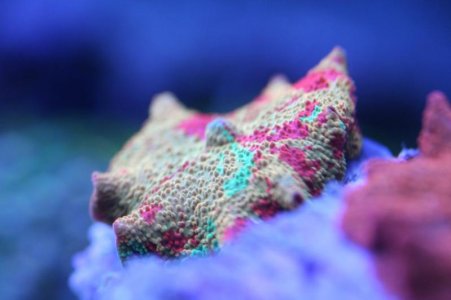 Corals010.jpg