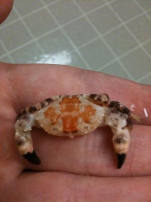 unknown crab.jpg