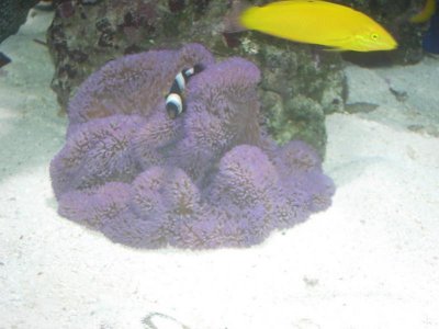 Purple Gigantea.jpg