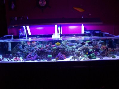 New tank pics W GM's Cam 047.jpg