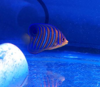 Regal2017030101.jpg