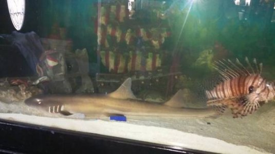 craigslist shark for sale.jpg