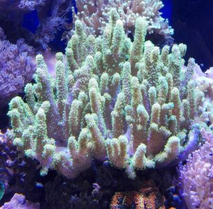 softcoral.jpg
