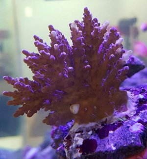 Acropora white.jpg