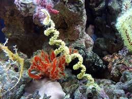 images.jpeg images.jpeg