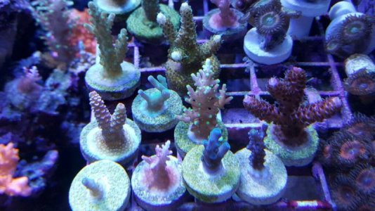 20170306_201315-1024x576.jpg