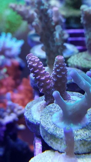 20170304_205802-600x1067.jpg